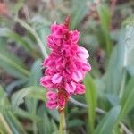 Bistorta affinis Flower