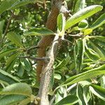 Sideroxylon lanuginosum Bark