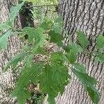 Quercus alba পাতা