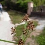 Cyperus fuscus Blad