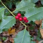 Ilex aquifolium Frukt