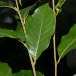 Hirtella triandra Плод