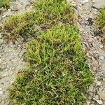 Salicornia perennis Yaprak