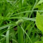 Cyperus hortensis 叶