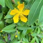 Hypericum monogynum Floare
