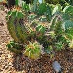 Echinocereus coccineus Habit