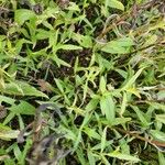 Guizotia abyssinica Habitus