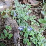 Lobelia minutula Flower