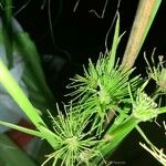 Cyperus haspan Blad