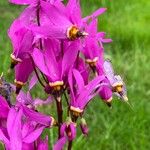 Dodecatheon meadia Fiore