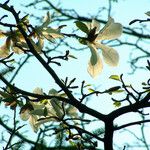 Magnolia kobus Цвят