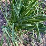 Camassia leichtlinii Leaf