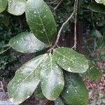 Sloanea terniflora Hostoa