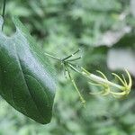 Rytidostylis gracilis Flor