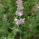 Nepeta nepetella 花