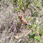 Kotschya strigosa Fruto