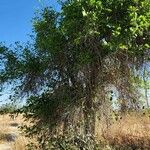 Cordia myxa Habit