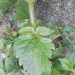 Ageratum conyzoides Лист