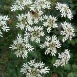 Heracleum sphondylium花