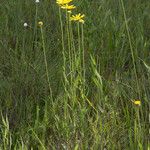 Balduina uniflora Staniste