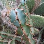 Euphorbia caerulescens Leaf