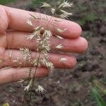 Calamagrostis varia Vrucht