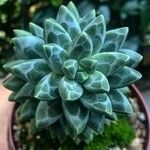 Pachyphytum compactum Liść