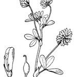 Trifolium patens Anders