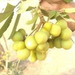 Sapindus trifoliatus Frucht