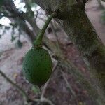 Amphitecna latifolia Fruit