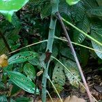 Macaranga hypoleuca Ŝelo
