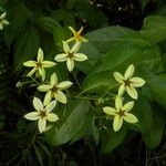 Mussaenda arcuata Flower