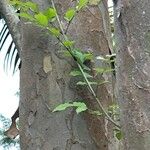 Fraxinus griffithii Foglia