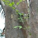 Fraxinus griffithii Leaf