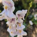 Penstemon palmeri Flor