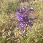 Penstemon procerus Цвят