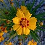 Coreopsis grandiflora ফুল