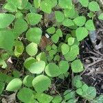 Amphicarpaea bracteata Leaf