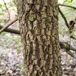 Viburnum rufidulum Bark