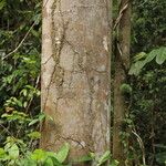 Tetraberlinia bifoliolata Rinde