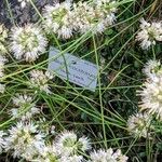 Allium ericetorum Egyéb