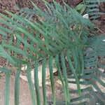 Pteris vittata Leaf