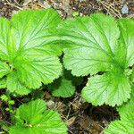 Geum macrophyllum Likasa