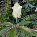 Passiflora caerulea Gyümölcs