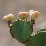 Euphorbia lactea Ffrwyth