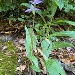 Cephalanthera rubra Характер