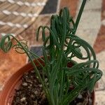 Albuca spiralis Folha