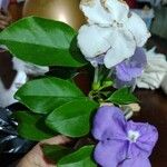 Brunfelsia unifloraبرگ