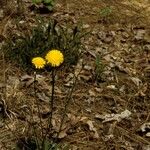 Krigia dandelion Habitus