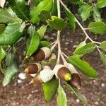 Quercus ilex Fruit